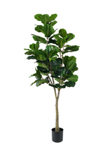 Ficus Lyrata